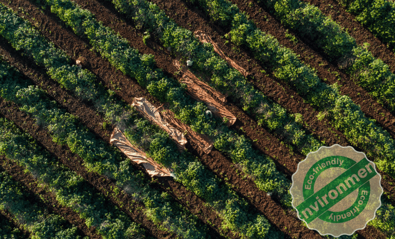 aerial coffee plantation shot