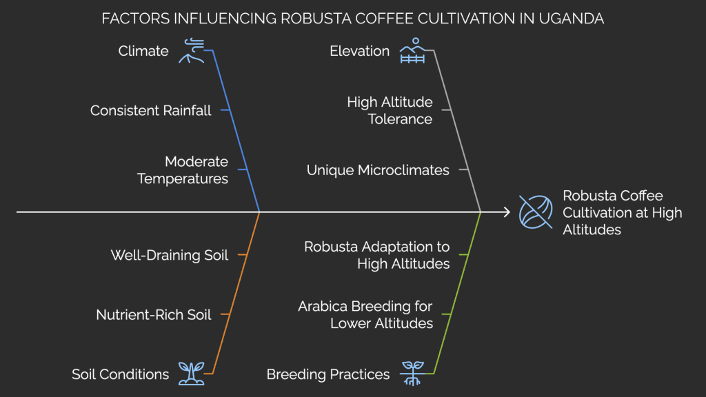 Robusta Coffee Elevation