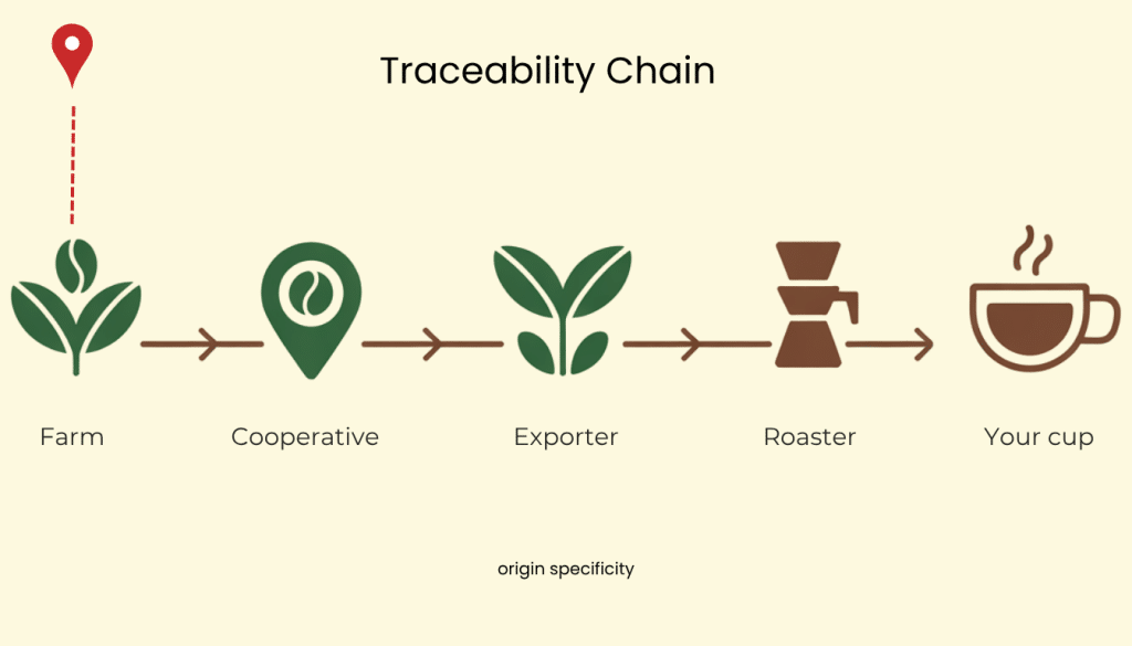 infographic showing the traceability chain — Farm → Cooperative → Exporter → Roaster → Your Cup